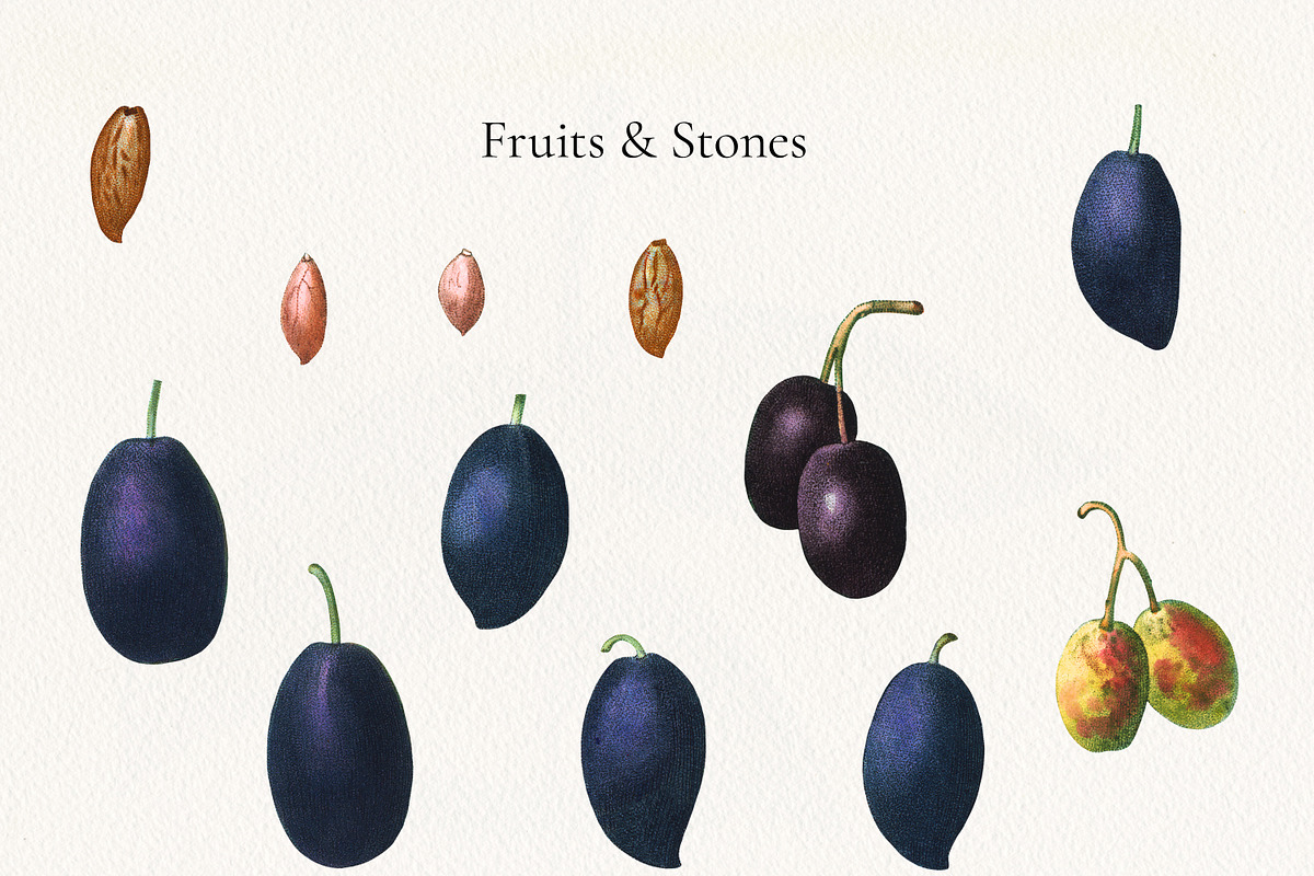 Vintage Olive Graphic Collection, a Decorative Illustration by Olga Begak Art & Design (Photo 4 of 11)