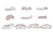 Caterpillar Hand Drawn Illustration, an Animal Illustration by SLAB! Design (Thumbnail 3 of 3)