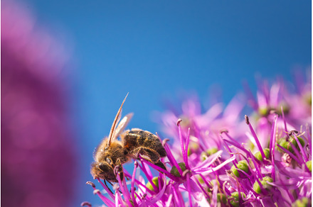 This is a close up image of a bee