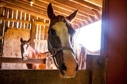 Two Horse Portrait in Barn