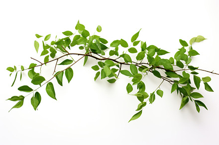 Branch with green leaves on white background, a Nature Photo by AlyaAnd
