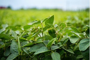 Closeup of fresh soybean leaves in, a Nature Photo by volodymyrshtun13795