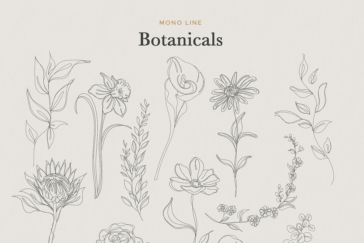 Minimalist Botanical Drawings, an Illustration by amber&ink (Photo 4 of 5)
