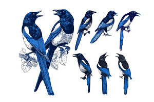 Eurasian magpie bird color engraving, an Animal Illustration by Onyx