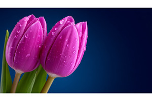 A bouquet of vibrant pink tulips, a Nature Photo by ZinetroN
