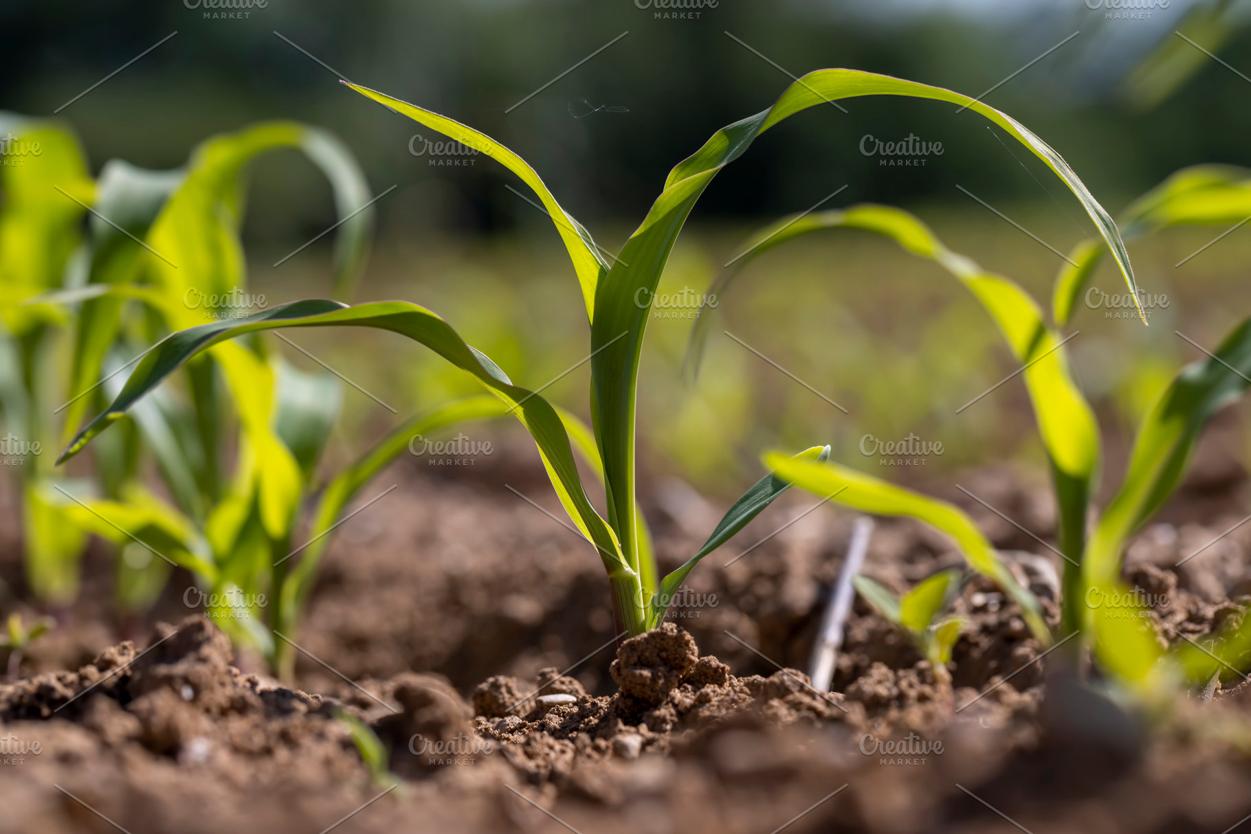 field with fresh corn sprouts in fertile soil with fertilizers, a field with or, a Photo by MyPhotos