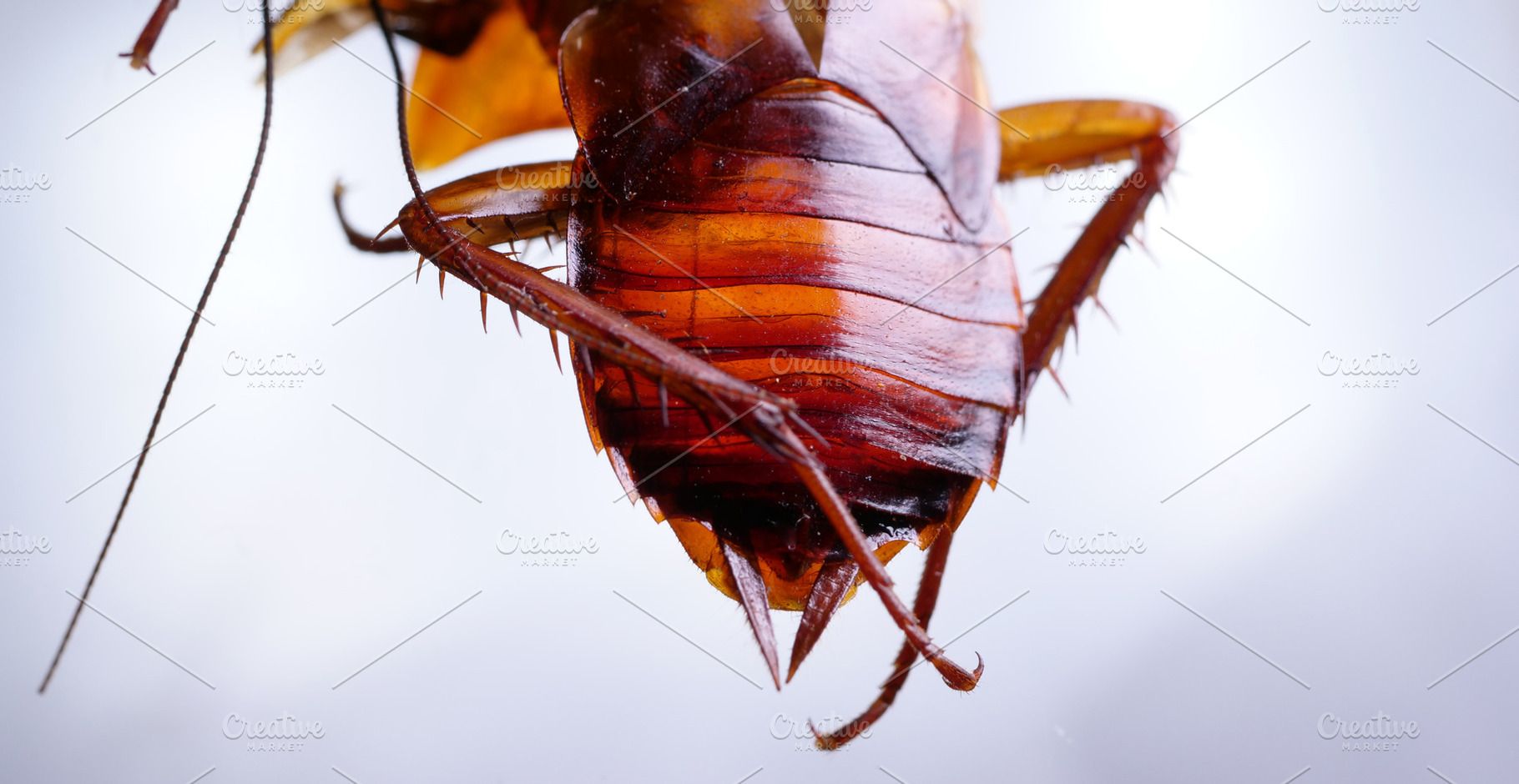 Cockroach close up containing insect, cockroach, and brown, an Animal Photo by graphic 9