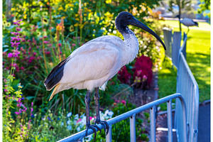 Australian white ibis in the Royal Botanic Garden of Sydney, Australia., an Animal Photo by Leonid Andronov