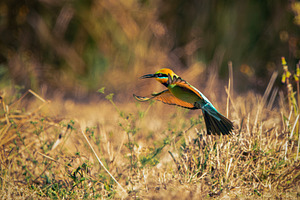 Rainbow Bee-eater