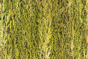 Horizontal texture of green cypress, a Nature Photo by Illustrations&photos