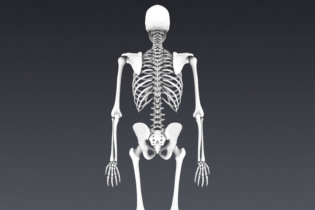 Human skeleton rigged, a Characters & Person 3D Model by konstantin.ermolaev (Photo 16 of 27)