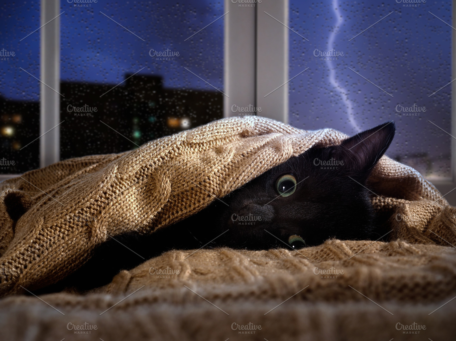 Kitten hiding under the blanket, an Animal Photo by Kozorog