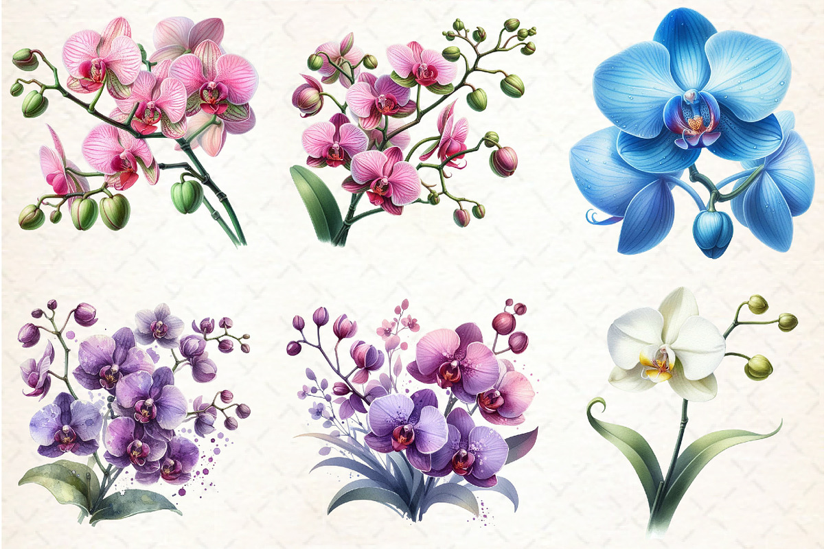 Watercolor Orchid Clipart, an Illustration by Libby Wishes (Photo 2 of 7)