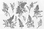 Lilac Flowers Line Art SVG, an Object Graphic by Dervik Art Store (Thumbnail 3 of 7)