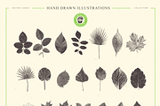 VECTOR LEAVES HAND DRAWN BUNDLE v20, a Decorative Illustration by pawellpi (Thumbnail 7 of 7)