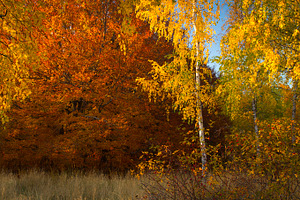 Autumn forest containing autumn, autumnal, and background, a Nature Photo by Vector beauty