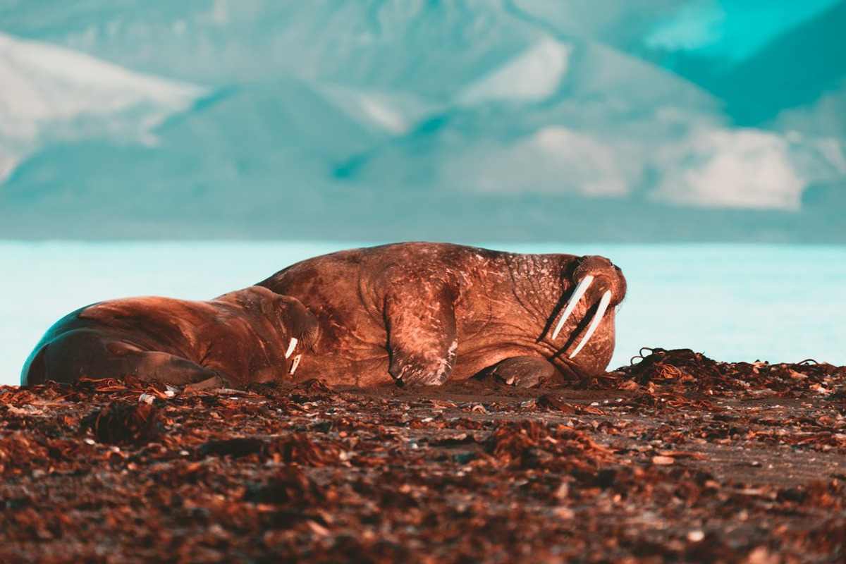 Faded Orange & Teal Lightroom Preset, an Action Add-On by PhotoMarket (Photo 5 of 21)