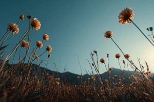 Flowers grow in the field at sunset, a Photo by Beautiful things