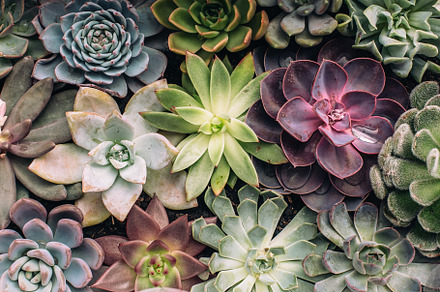 Succulents stock photo, a Nature Photo by Fargana