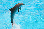 Juping Dolphin, an Animal Photo by Antonio Gravante Market (Thumbnail 2 of 2)