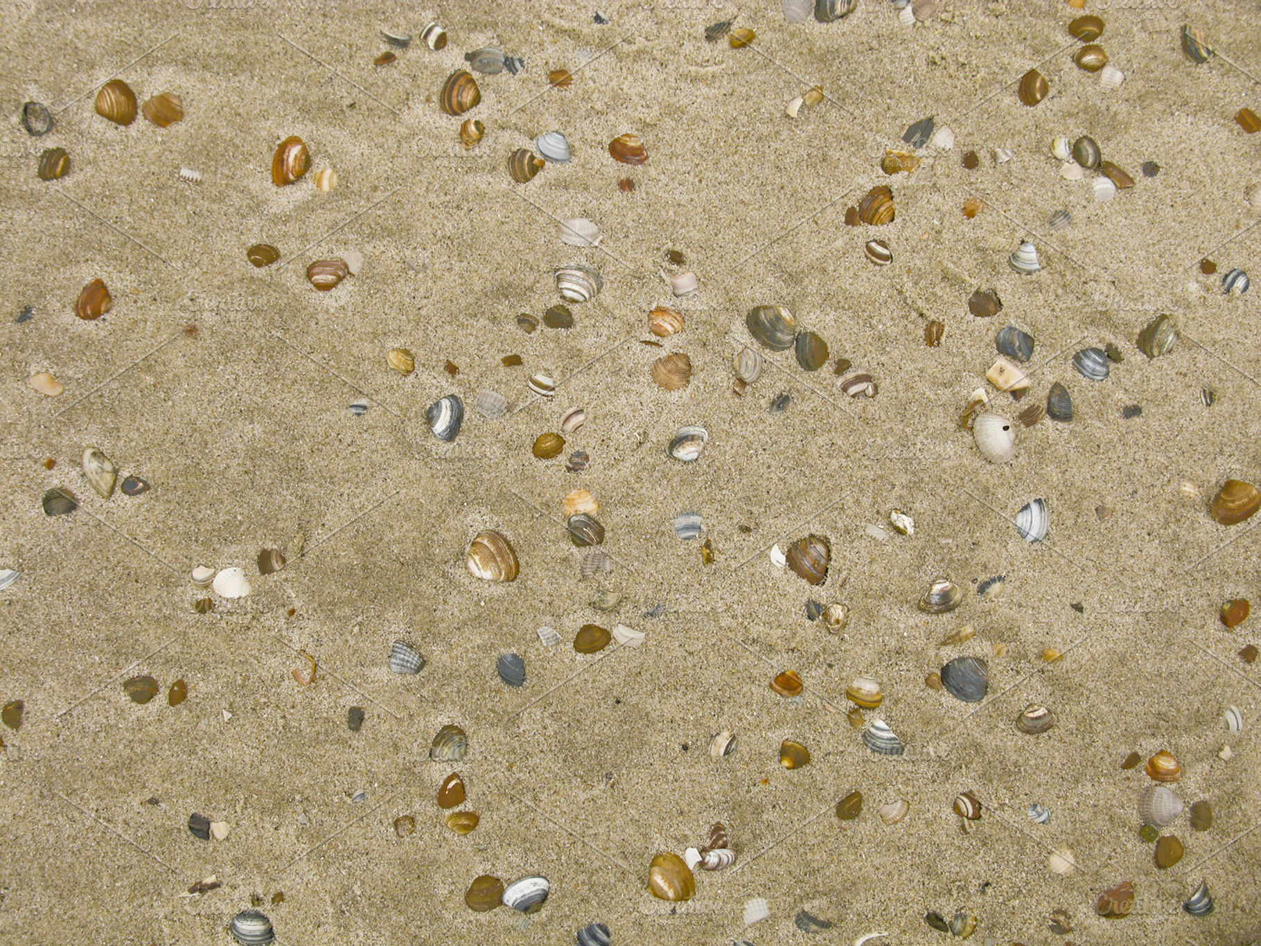 Beach Shells