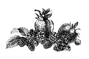 Fresh berries, a Food Illustration by handsketched (Thumbnail 11 of 21)