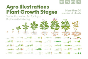 Stages of Plant Growth set, an Education Illustration by Ilia Design