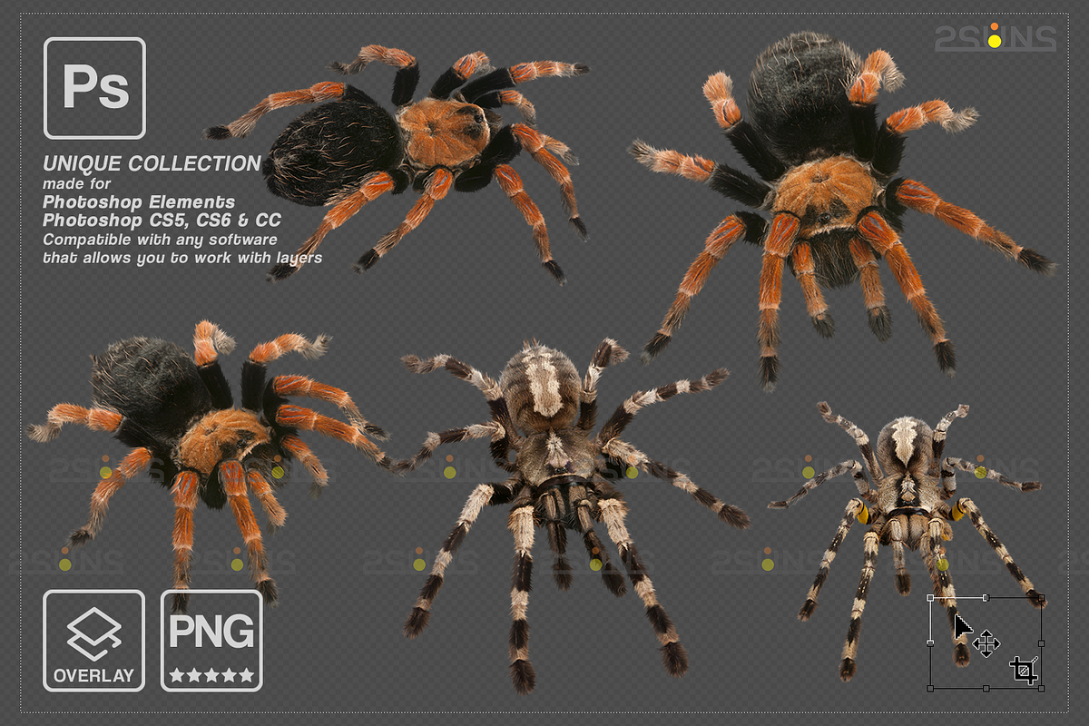 Spider Photoshop overlays, an Object Graphic by 2SUNS (Photo 5 of 9)