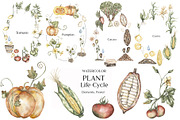 Watercolor Life Cycle Bundle, an Education Illustration by MayaNavits (Thumbnail 14 of 22)