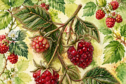 Beaded Raspberry Sprig PNG, an Object Graphic by The Edit (Thumbnail 2 of 3)