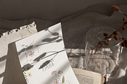 FIELD WILDFLOWERS watercolor, a Decorative Illustration by Lana Elanor (Thumbnail 11 of 12)