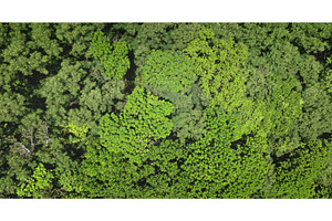 Lush green forest canopy forming a, a Background Photo by Goinyk