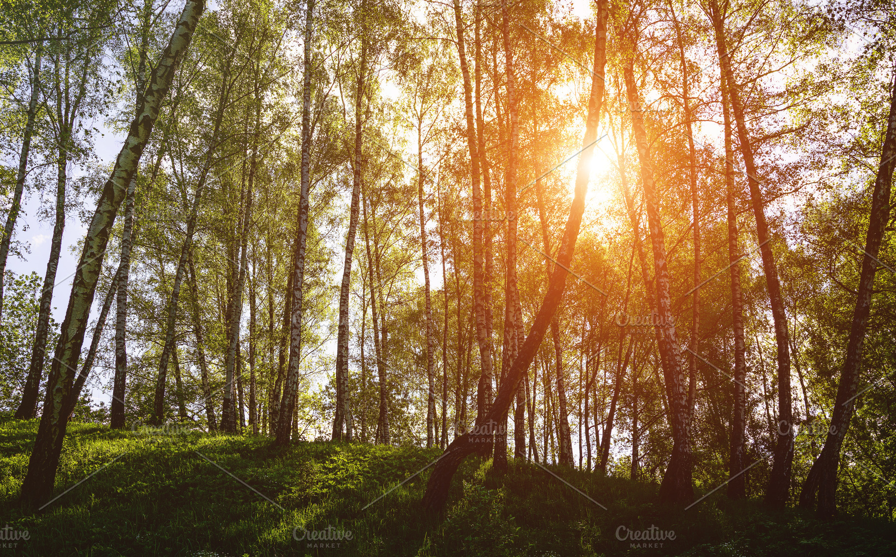 Sunlight filtering through the tall birch trees in a lush green, a Nature Photo by Eugene_Photo