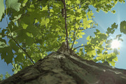 98 Trees view from below, a Nature Photo by Handmadefont (Thumbnail 49 of 98)