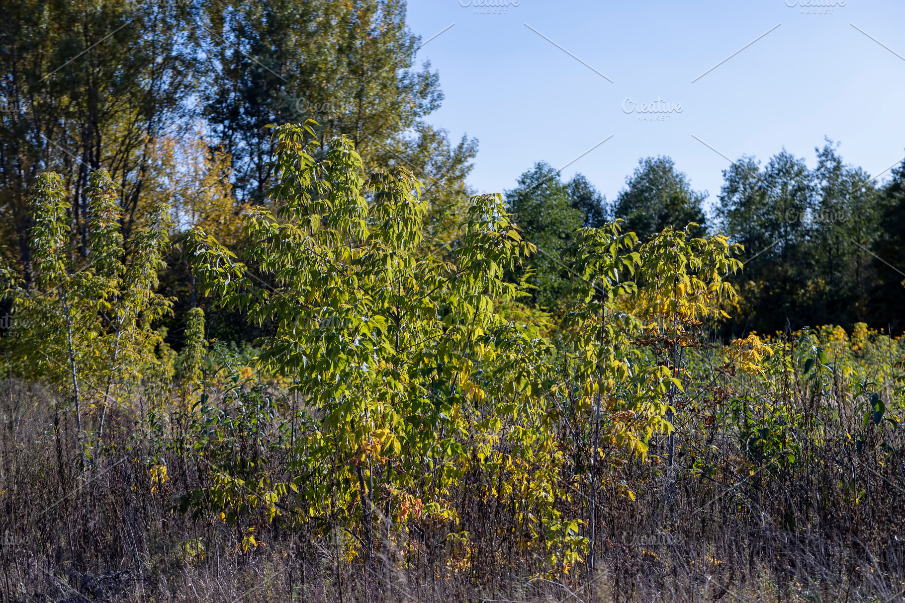 Autumn forest with trees during leaf fall, a Photo by MyPhotos