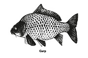 Fish collection, part 2, a Food Illustration by ZotovShop (Thumbnail 6 of 11)