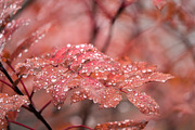 Japan Alpine Autumn & Winter Frost, a Nature Photo by Silent Nature (Thumbnail 2 of 6)