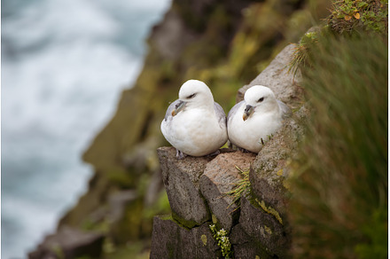 Couple of Northern Fulmar, Fulmarus, an Animal Photo by Nature and travel