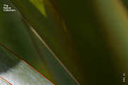 Natural textures - Green edition v01, a Texture Graphic by Haehae photography (Thumbnail 5 of 6)