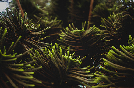 Pine tree branch featuring pine, tree, and branches