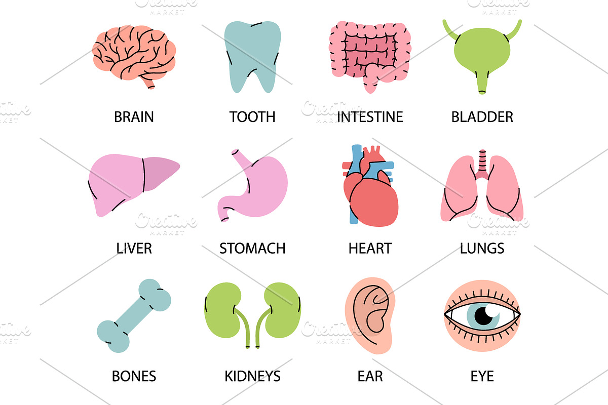 Human organs icons with descriptions, an Illustration by GraphiShop
