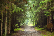 Leaves 6 Styles Transitions AEP, a Branding & Logo Template by Josep Motion (Thumbnail 2 of 2)