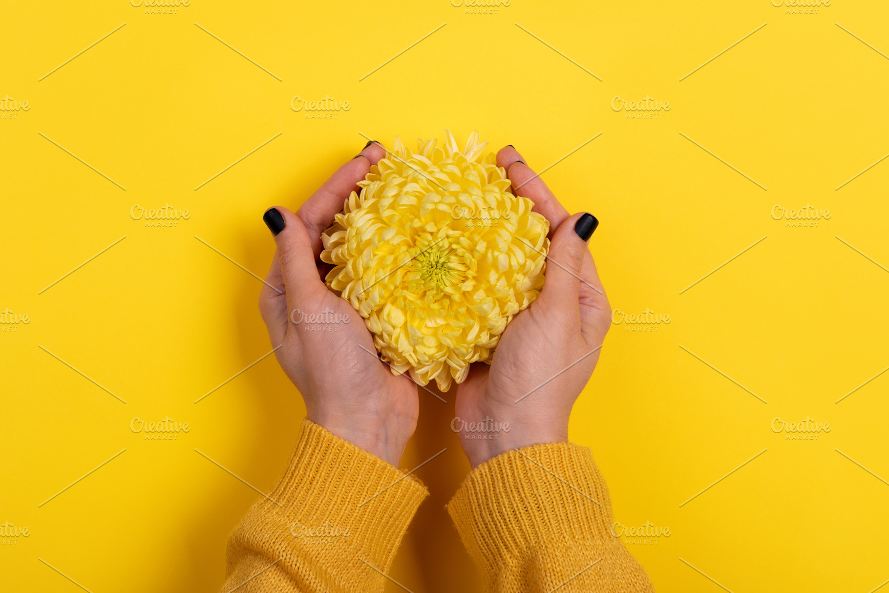 Close-up of hands gently holding a vibrant yellow chrysanthemum, a Holiday Photo by Ales Munt