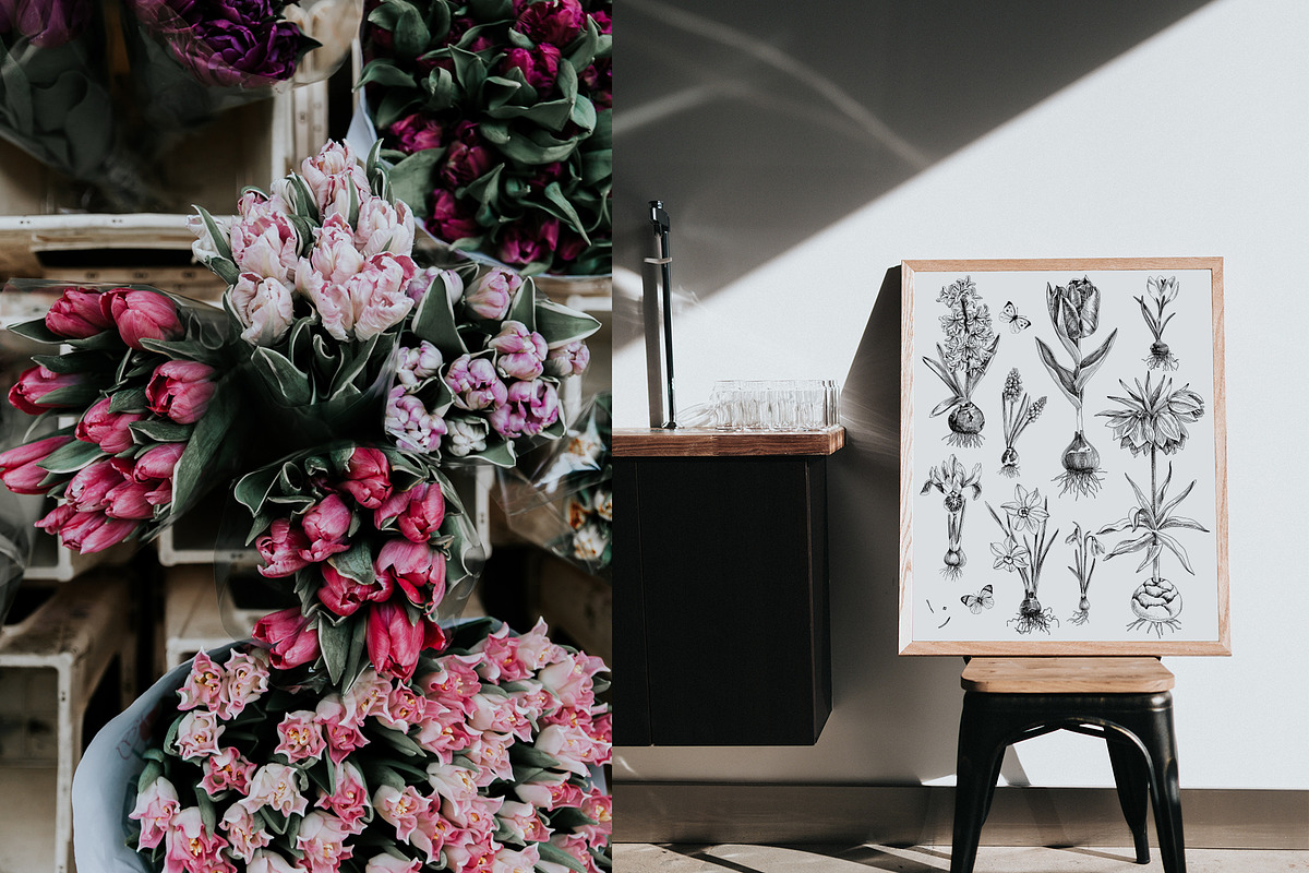 Spring Bulbous flowers, a Decorative Illustration by handsketched (Photo 4 of 10)