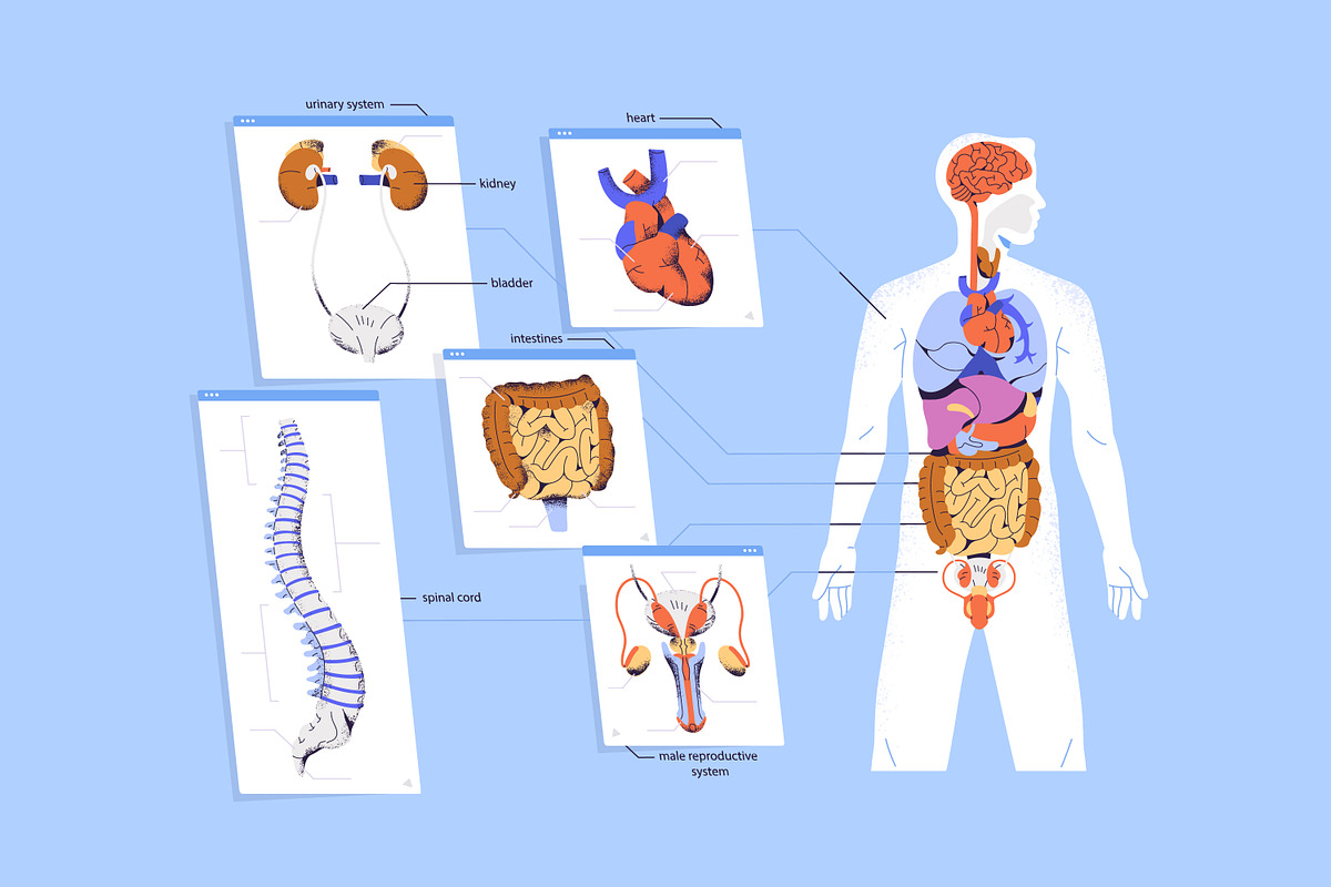 Human body anatomy diagram, a Healthcare Illustration by PaperTrident (Photo 2 of 3)