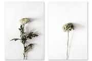 Floral Photography Bundle, a Nature Photo by Creative Moxie Studio (Thumbnail 3 of 7)
