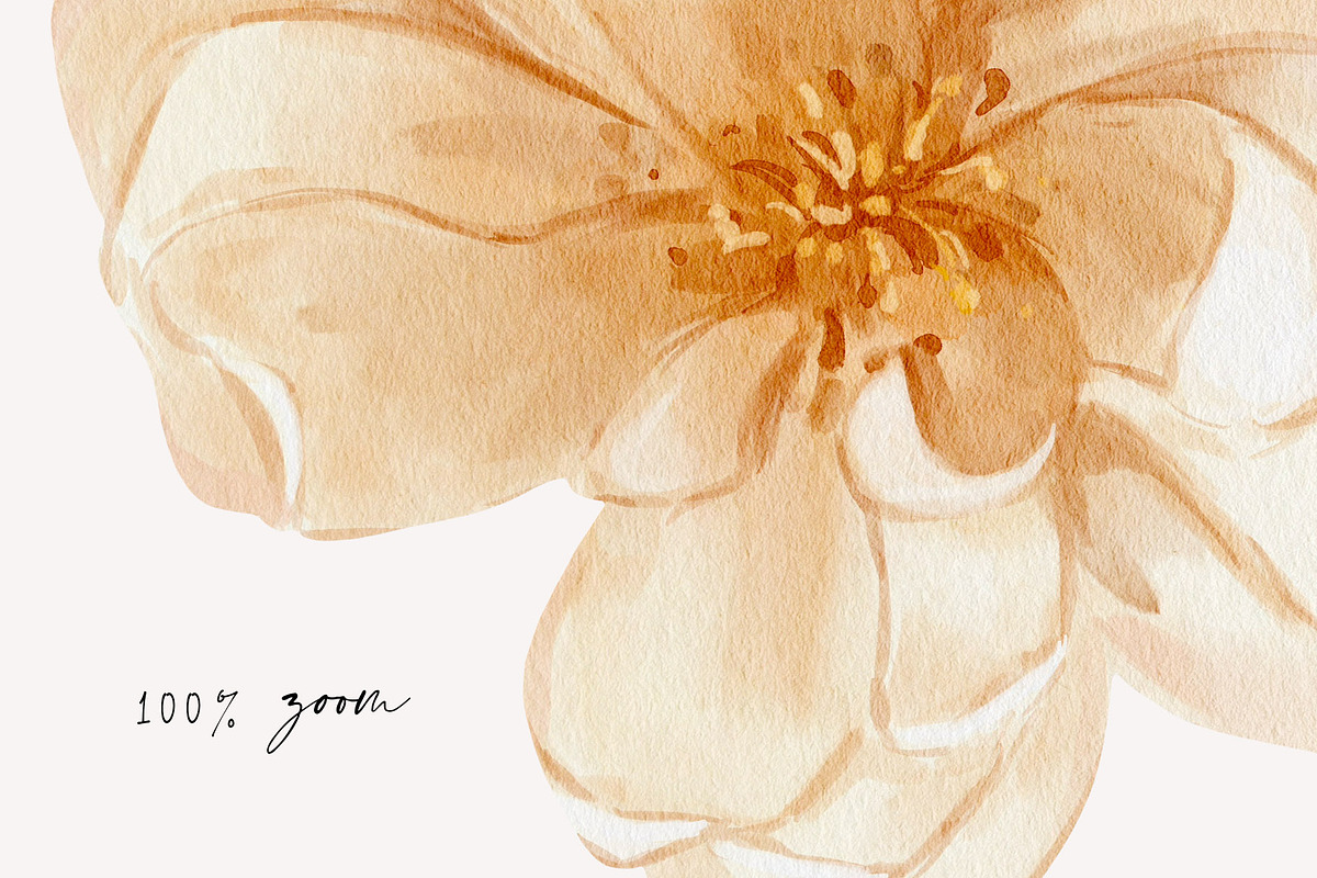 Apricots & Flowers watercolor summer, a Seasonal Illustration by Yuliia Lashevska (Photo 3 of 11)