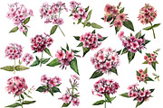 Watercolor flowers set (Phlox), a Texture Illustration by My art shop (Thumbnail 2 of 2)