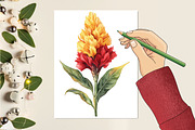 Celosia Flower Watercolor Cliparts, an Illustration by RobertsArt (Thumbnail 7 of 7)