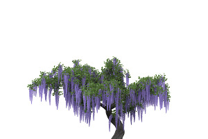 Wistaria Tree